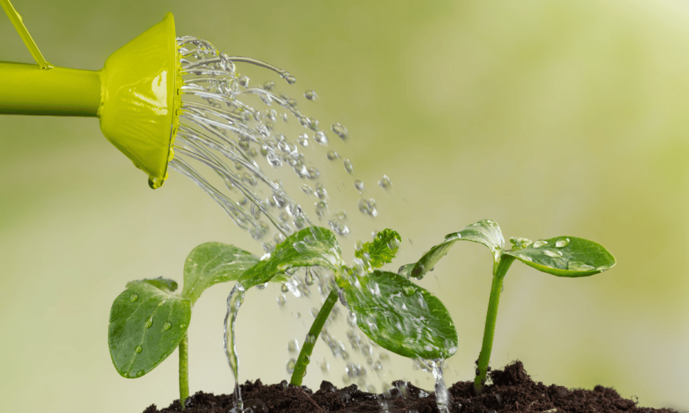 tending-the-garden-of-your-nursing-career